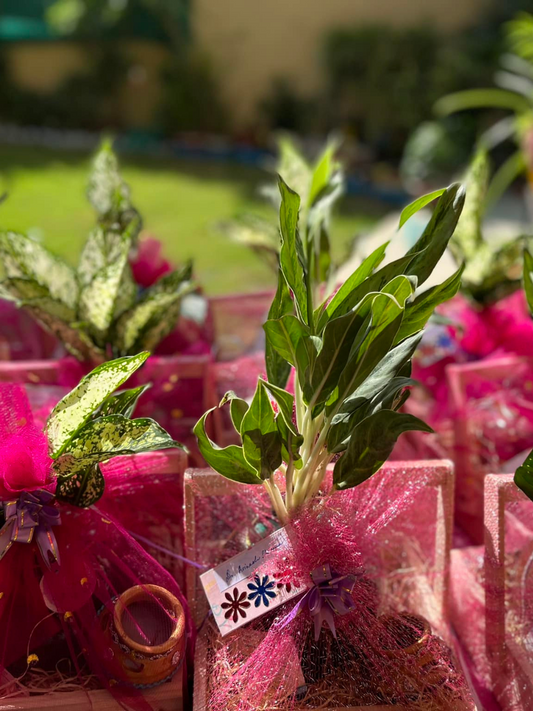 Green Elegance Gift Hamper
