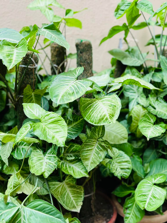 Syngonium