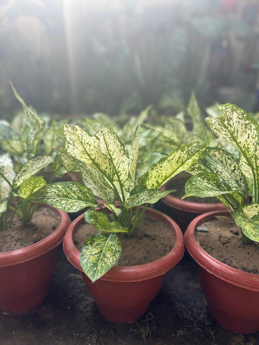 Aglaeonema