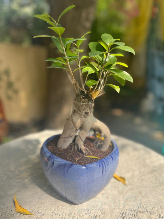 Braided Ficus Ornamental With Ceramic Pot
