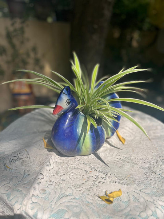 Cholorophytum With Ceramic Pot