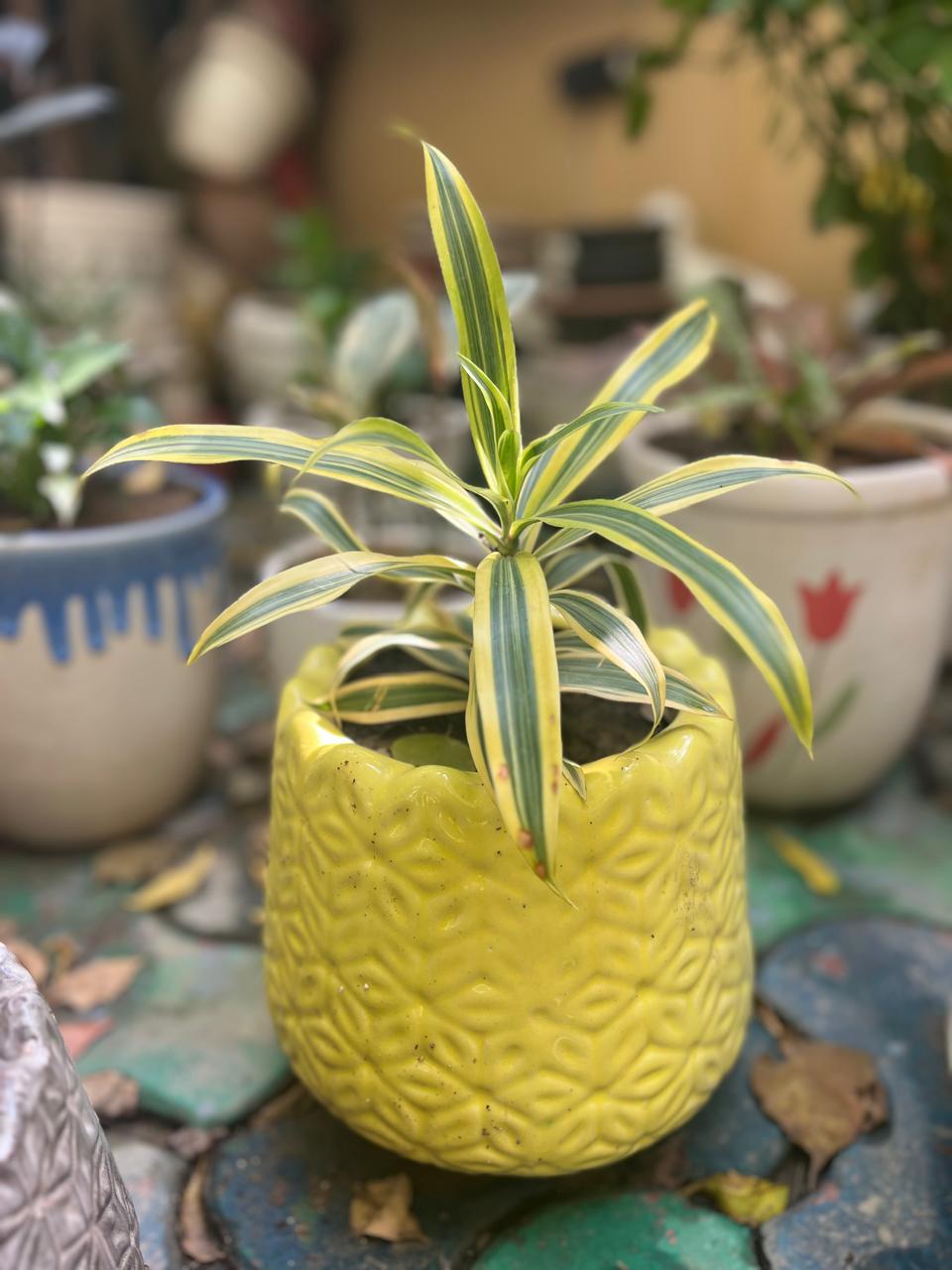 Song of India With Ceramic Pot