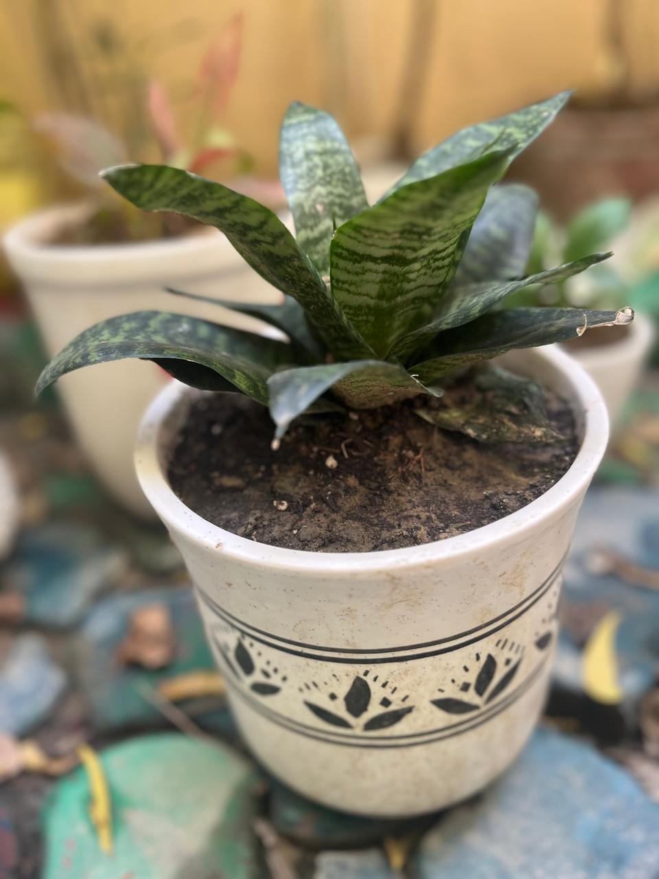 Sansevieria With Ceramic Pot