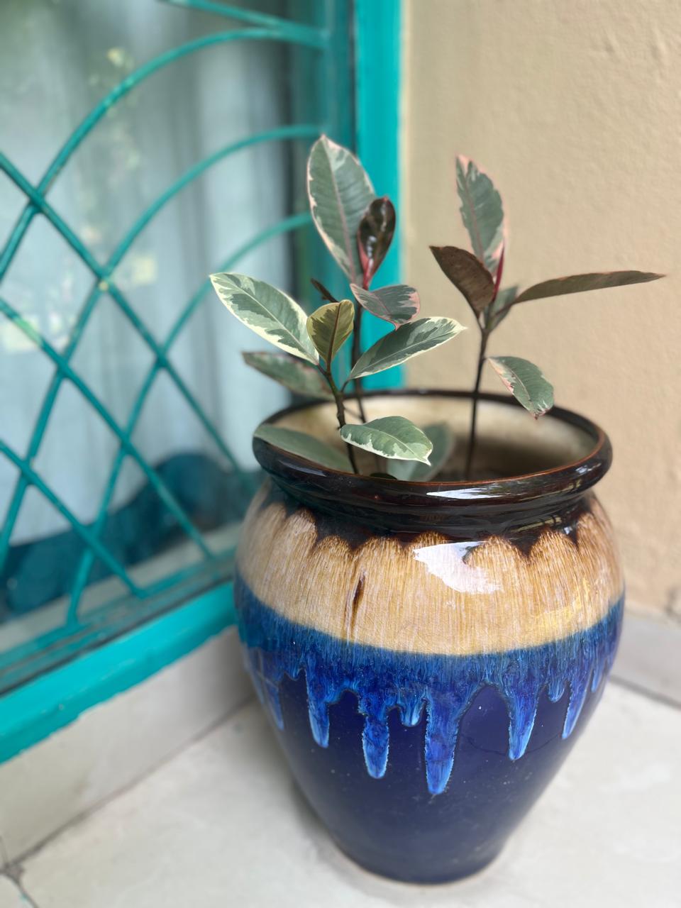 Rubber Plant With Ceramic Pot