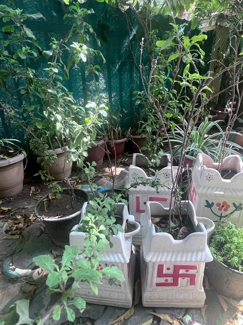 Tulsi With Ceramic Pot