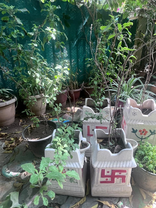 Tulsi With Ceramic Pot