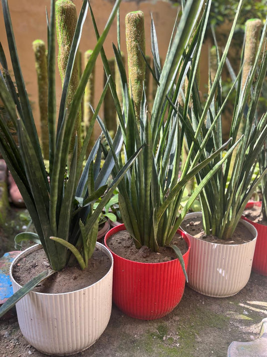 Sansevieria-Thin Leaved With Ceramic Pot