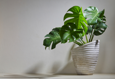 Indoor Plants Choosing the Right Green Companions