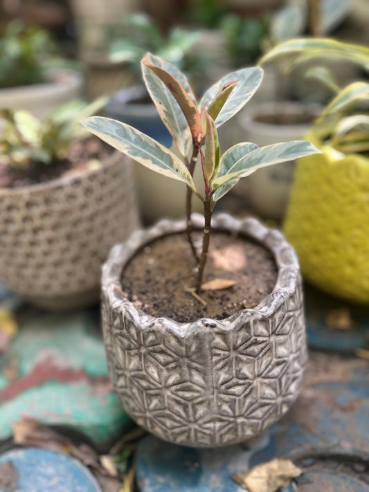 Rubber Plant Dwar Variegated With Ceramic Pot